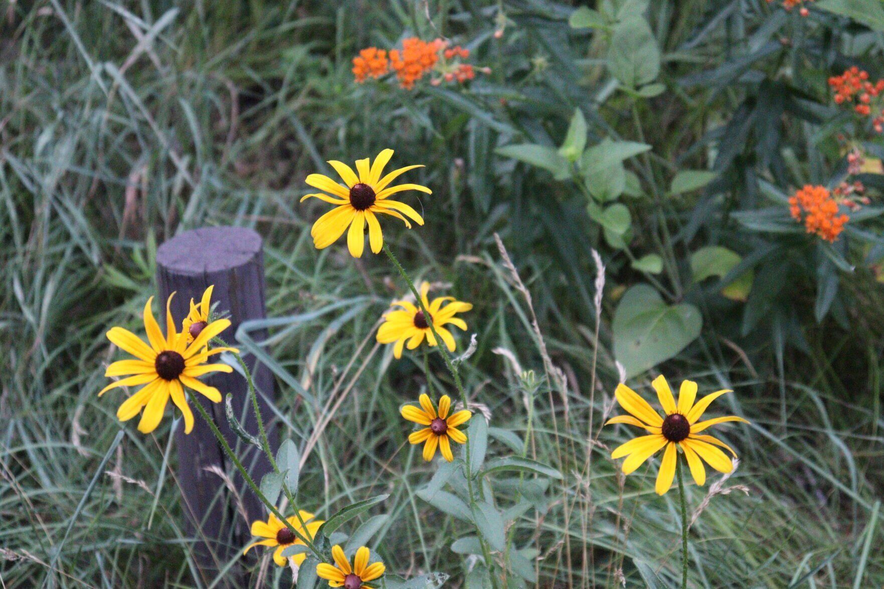 Mill Bluff State Park